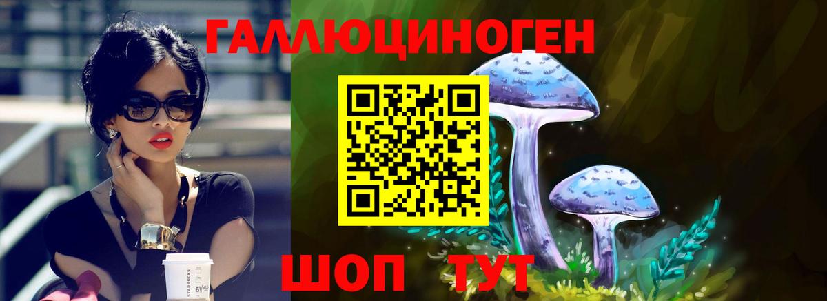 Псилоцибиновые грибы Psilocybine cubensis Барнаул